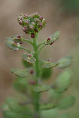 Lepidium densiflorum \ Dichtbltige Kresse / Common Pepperweed, D Hockenheim 8.6.2021