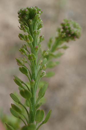 Lepidium densiflorum \ Dichtbltige Kresse / Common Pepperweed, D Hockenheim 8.6.2021