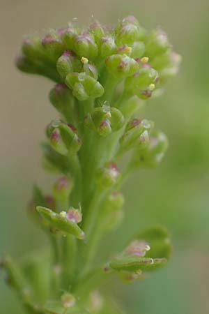 Lepidium densiflorum \ Dichtbltige Kresse / Common Pepperweed, D Hockenheim 8.6.2021