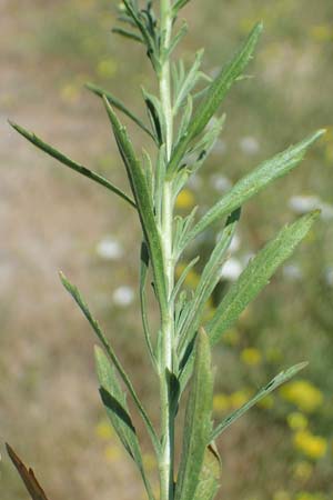 Lepidium densiflorum \ Dichtbltige Kresse / Common Pepperweed, D Mannheim 19.6.2021