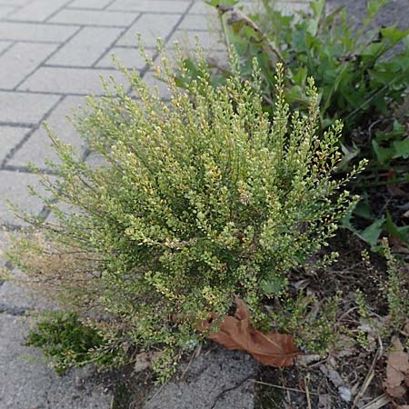 Lepidium densiflorum \ Dichtbltige Kresse / Common Pepperweed, D Grevenbroich 5.9.2021