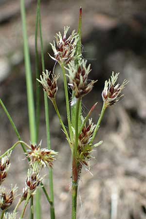 Luzula multiflora \ Vielbltige Hainsimse / Heath Wood-Rush, D Zwingenberg an der Bergstraße 15.4.2022