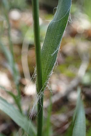 Luzula multiflora \ Vielbltige Hainsimse / Heath Wood-Rush, D Zwingenberg an der Bergstraße 15.4.2022