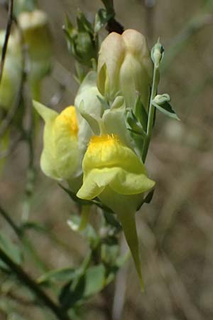 Linaria dalmatica \ Dalmatinisches Leinkraut / Dalmatian Toadflax, D Seeheim an der Bergstraße 16.8.2025