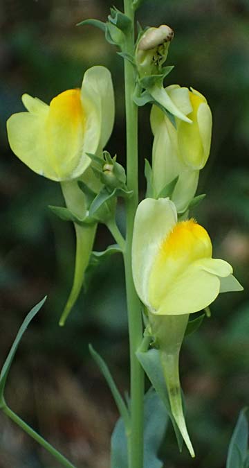 Linaria dalmatica \ Dalmatinisches Leinkraut / Dalmatian Toadflax, D Seeheim an der Bergstraße 16.8.2025