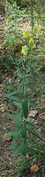 Linaria dalmatica \ Dalmatinisches Leinkraut / Dalmatian Toadflax, D Seeheim an der Bergstraße 16.8.2025