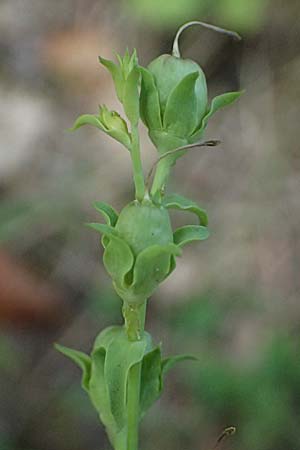 Linaria dalmatica \ Dalmatinisches Leinkraut / Dalmatian Toadflax, D Seeheim an der Bergstraße 16.8.2025