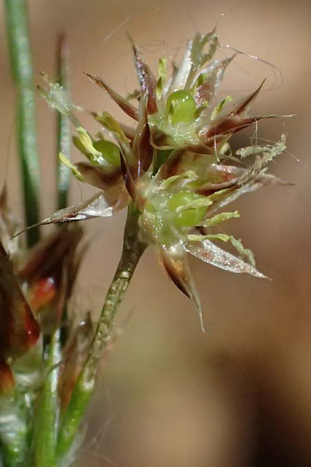 Luzula divulgata \ Trockenwald-Hainsimse, Schlanke Feld-Hainsimse / Slender Wood-Rush, D Zwingenberg an der Bergstra&szlig;e 26.4.2026