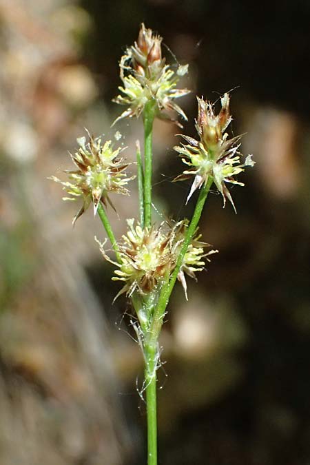 Luzula divulgata \ Trockenwald-Hainsimse, Schlanke Feld-Hainsimse / Slender Wood-Rush, D Zwingenberg an der Bergstra&szlig;e 26.4.2026