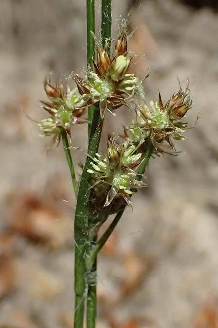 Luzula divulgata \ Trockenwald-Hainsimse, Schlanke Feld-Hainsimse / Slender Wood-Rush, D Zwingenberg an der Bergstra&szlig;e 26.4.2026