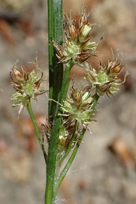 Luzula divulgata \ Trockenwald-Hainsimse, Schlanke Feld-Hainsimse / Slender Wood-Rush, D Zwingenberg an der Bergstra&szlig;e 26.4.2026