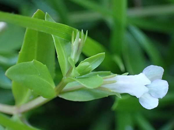 Lindernia dubia \ Amerikanisches B�chsenkraut, Gro�es B�chsenkraut / Yellowseed False Pimpernel, D Altrip 6.8.2026