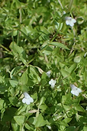 Lindernia dubia \ Amerikanisches B�chsenkraut, Gro�es B�chsenkraut / Yellowseed False Pimpernel, D Altrip 6.8.2026