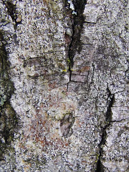 Lecanora carpinea ? \ Weibuchen-Kuchenflechte, D Schwarzwald, Hornisgrinde 5.8.2015