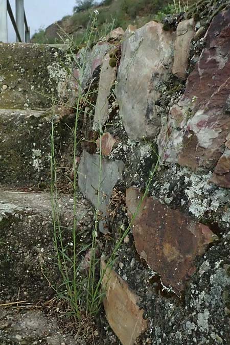 Lepidium graminifolium \ Grasblttrige Kresse / Tall Pepperwort, D Rüdesheim 28.7.2023