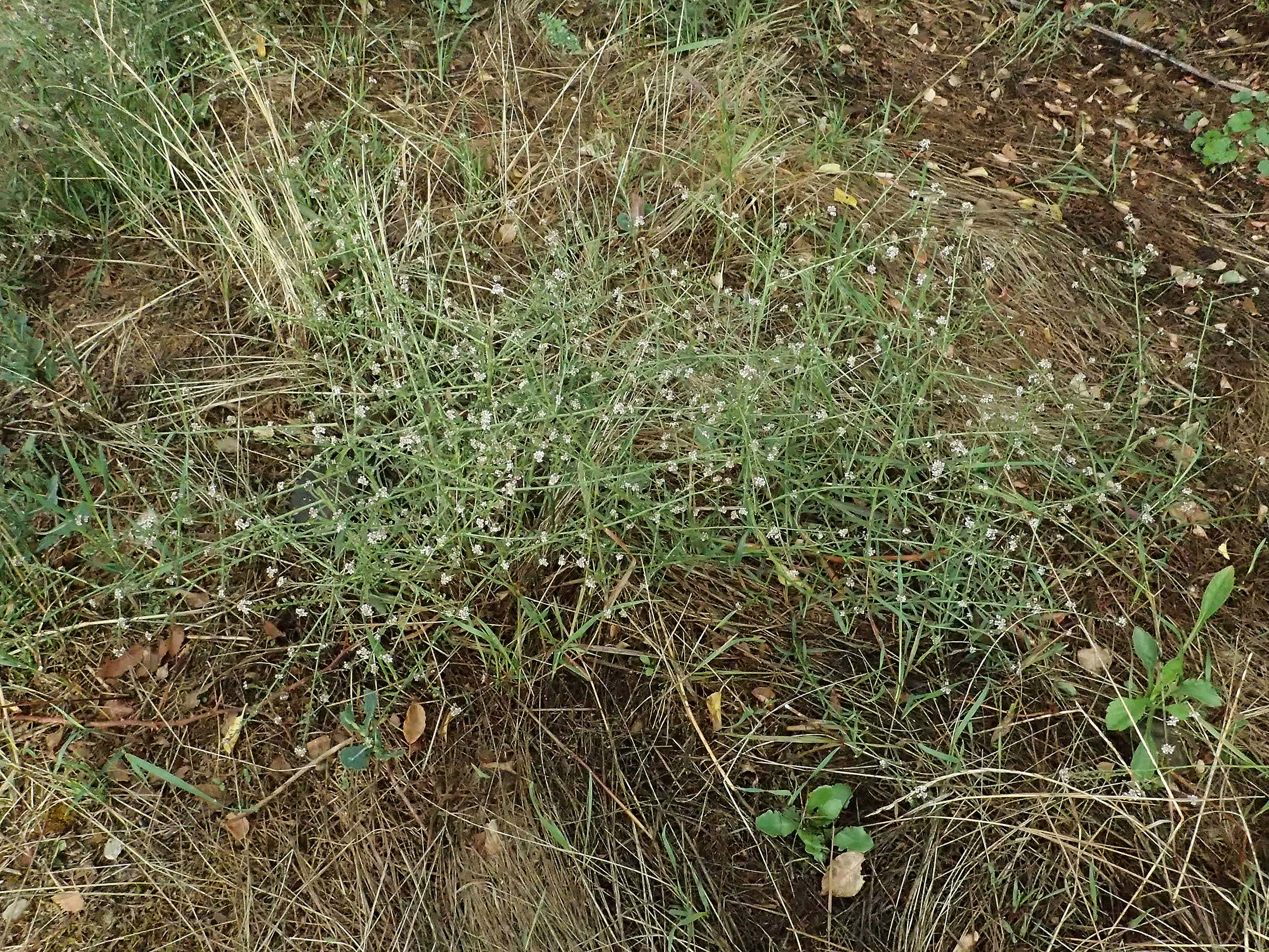 Lepidium graminifolium \ Grasblttrige Kresse / Tall Pepperwort, D Rüdesheim 28.7.2023
