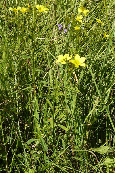 Linum flavum \ Gelber Lein / Yellow Flax, D Blaubeuren 10.7.2015