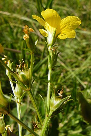 Linum flavum \ Gelber Lein / Yellow Flax, D Blaubeuren 10.7.2015