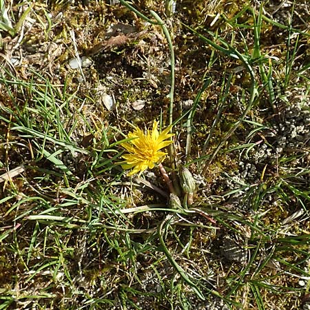 Taraxacum multilepis \ Reichschuppiger Sumpf-Lwenzahn / Many-Scaled Marsh Dandelion, D Konstanz 24.4.2018