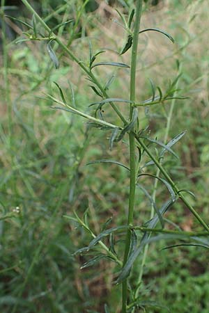 Lepidium graminifolium \ Grasblttrige Kresse / Tall Pepperwort, D Heidelberg 11.7.2021