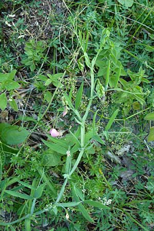 Lathyrus heterophyllus \ Verschiedenblttrige Platterbse / Norfolk Everlasting Vetchling, D Mühlheim an der Donau 11.7.2015