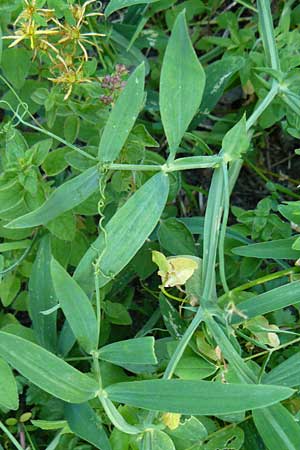 Lathyrus heterophyllus \ Verschiedenblttrige Platterbse / Norfolk Everlasting Vetchling, D Mühlheim an der Donau 11.7.2015