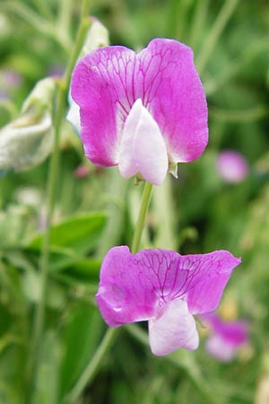 Lathyrus hirsutus \ Behaartfrchtige Platterbse / Hairy Vetchling, D Brackenheim 30.5.2015
