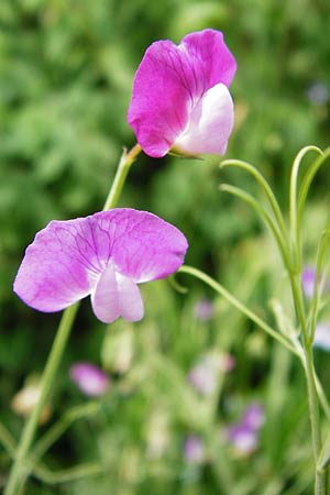 Lathyrus hirsutus \ Behaartfrchtige Platterbse / Hairy Vetchling, D Brackenheim 30.5.2015