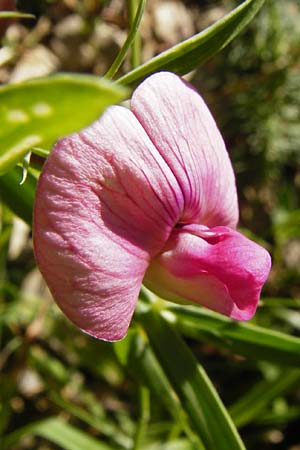 Lathyrus heterophyllus \ Verschiedenblttrige Platterbse / Norfolk Everlasting Vetchling, D Mühlheim an der Donau 25.7.2015