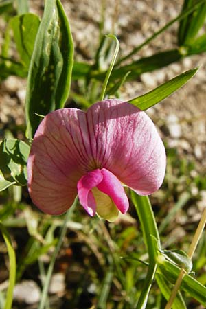 Lathyrus heterophyllus \ Verschiedenblttrige Platterbse / Norfolk Everlasting Vetchling, D Mühlheim an der Donau 25.7.2015