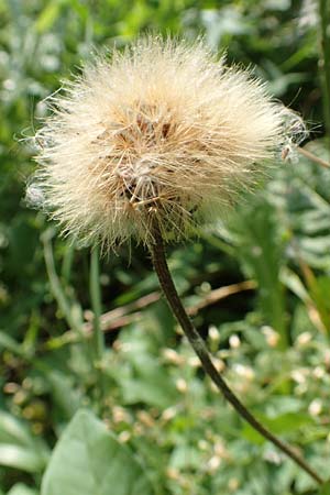 Leontodon hispidus \ Rauer Lwenzahn, Steifhaariges Milchkraut / Rough Hawkbit, D Weinheim an der Bergstraße 15.6.2015