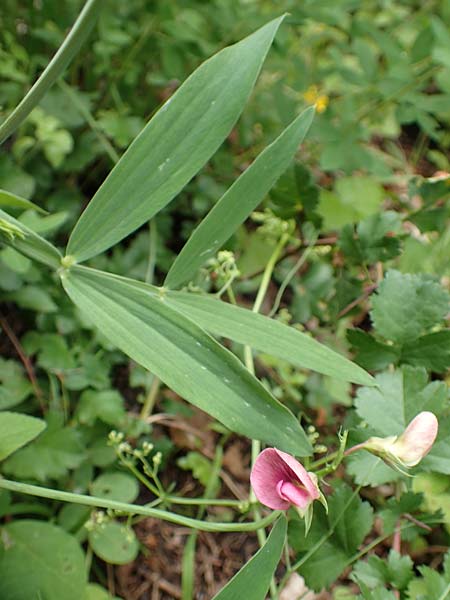 Lathyrus heterophyllus \ Verschiedenblttrige Platterbse / Norfolk Everlasting Vetchling, D Mühlheim an der Donau 20.6.2015