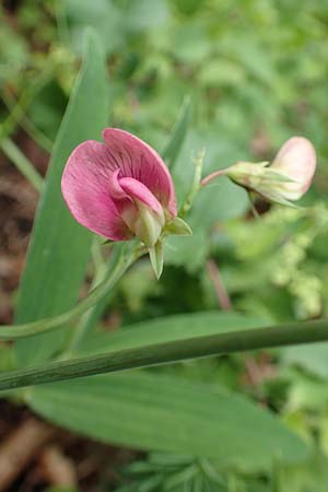 Lathyrus heterophyllus \ Verschiedenblttrige Platterbse / Norfolk Everlasting Vetchling, D Mühlheim an der Donau 20.6.2015