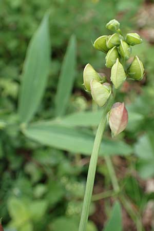 Lathyrus heterophyllus \ Verschiedenblttrige Platterbse / Norfolk Everlasting Vetchling, D Mühlheim an der Donau 20.6.2015