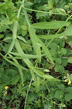 Lathyrus heterophyllus \ Verschiedenblttrige Platterbse / Norfolk Everlasting Vetchling, D Mühlheim an der Donau 20.6.2015