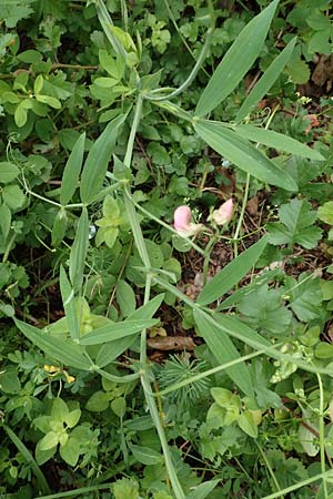 Lathyrus heterophyllus \ Verschiedenblttrige Platterbse / Norfolk Everlasting Vetchling, D Mühlheim an der Donau 20.6.2015
