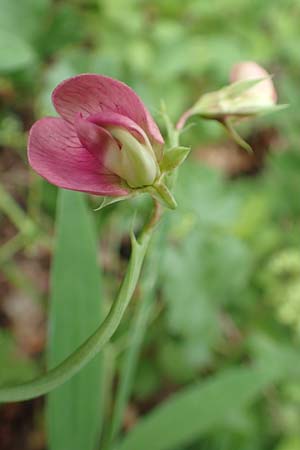 Lathyrus heterophyllus \ Verschiedenblttrige Platterbse / Norfolk Everlasting Vetchling, D Mühlheim an der Donau 20.6.2015