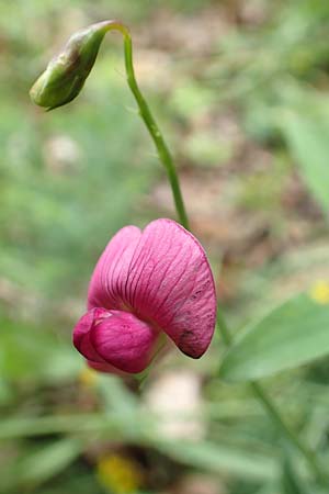 Lathyrus heterophyllus \ Verschiedenblttrige Platterbse / Norfolk Everlasting Vetchling, D Mühlheim an der Donau 20.6.2015