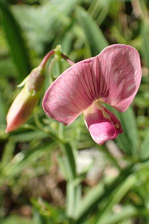 Lathyrus heterophyllus \ Verschiedenblttrige Platterbse / Norfolk Everlasting Vetchling, D Mühlheim an der Donau 25.7.2015