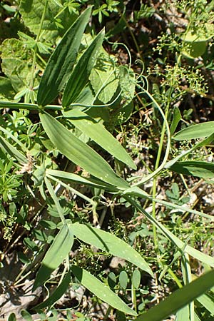 Lathyrus heterophyllus \ Verschiedenblttrige Platterbse / Norfolk Everlasting Vetchling, D Mühlheim an der Donau 25.7.2015