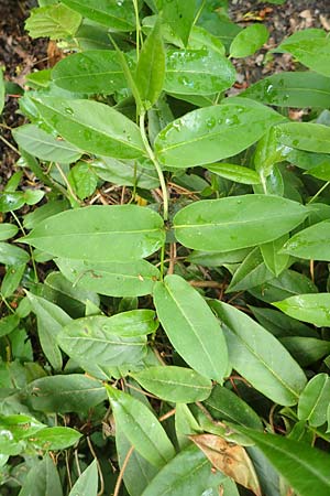 Lonicera henryi \ Immergrnes Geiblatt / Henry's Honeysuckle, D Wiesloch 30.4.2018