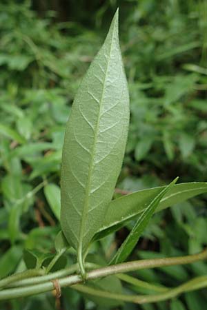 Lonicera henryi \ Immergrnes Geiblatt / Henry's Honeysuckle, D Wiesloch 30.4.2018