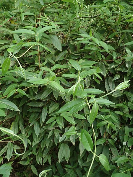 Lonicera henryi \ Immergrnes Geiblatt / Henry's Honeysuckle, D Wiesloch 30.4.2018