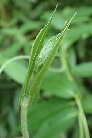Lonicera henryi \ Immergrnes Geiblatt / Henry's Honeysuckle, D Wiesloch 30.4.2018