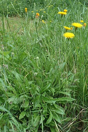 Leontodon hispidus \ Rauer Lwenzahn, Steifhaariges Milchkraut / Rough Hawkbit, D Miltenberg 13.5.2018