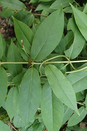 Lonicera henryi \ Immergrnes Geiblatt / Henry's Honeysuckle, D Wiesloch 2.6.2018