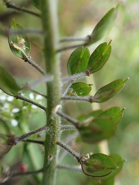 Lepidium heterophyllum \ Verschiedenblttrige Kresse / Purpleanther Field Pepperweed, Smith's Pepperwort, D Frankfurt Airport 19.5.2019