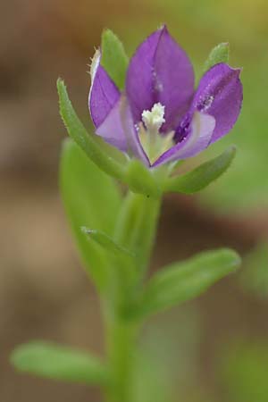 Legousia hybrida \ Kleiner Frauenspiegel / Venus' Looking-Glass, D Neuleiningen 28.5.2021