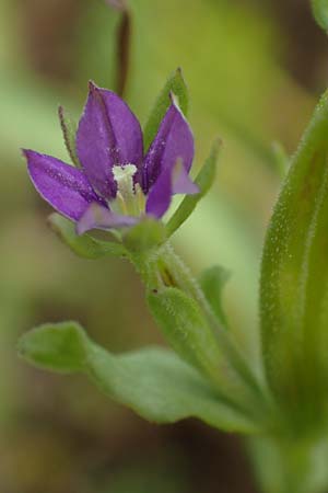 Legousia hybrida \ Kleiner Frauenspiegel / Venus' Looking-Glass, D Neuleiningen 28.5.2021