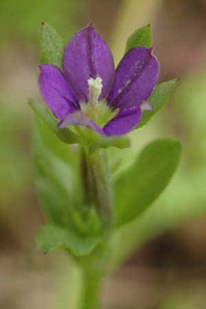 Legousia hybrida \ Kleiner Frauenspiegel / Venus' Looking-Glass, D Neuleiningen 28.5.2021